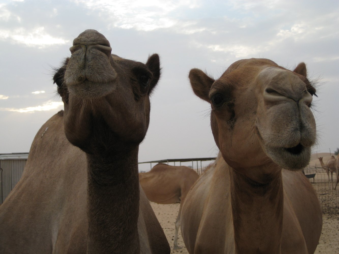 Vereinigte Arabische Emirate